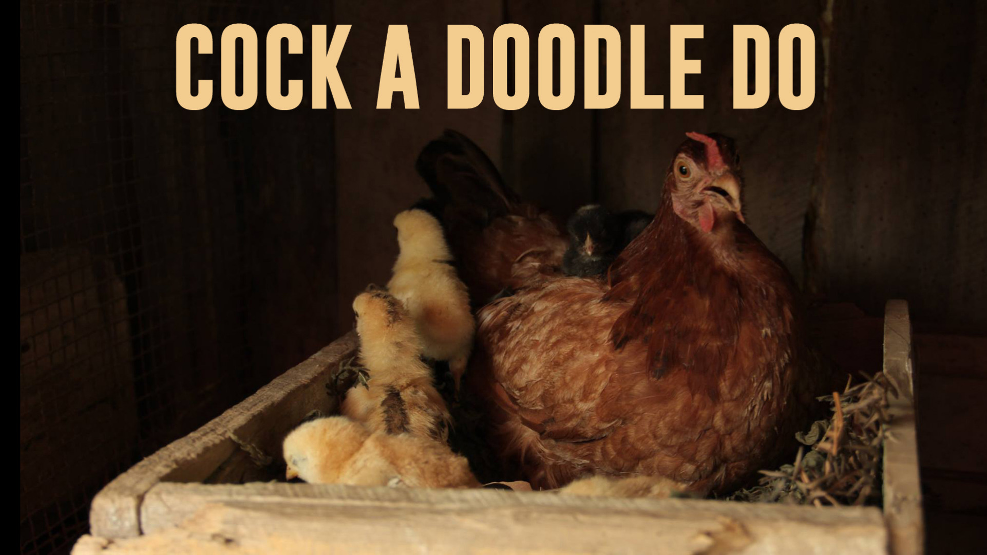 COCK-A-DOODLE-DO