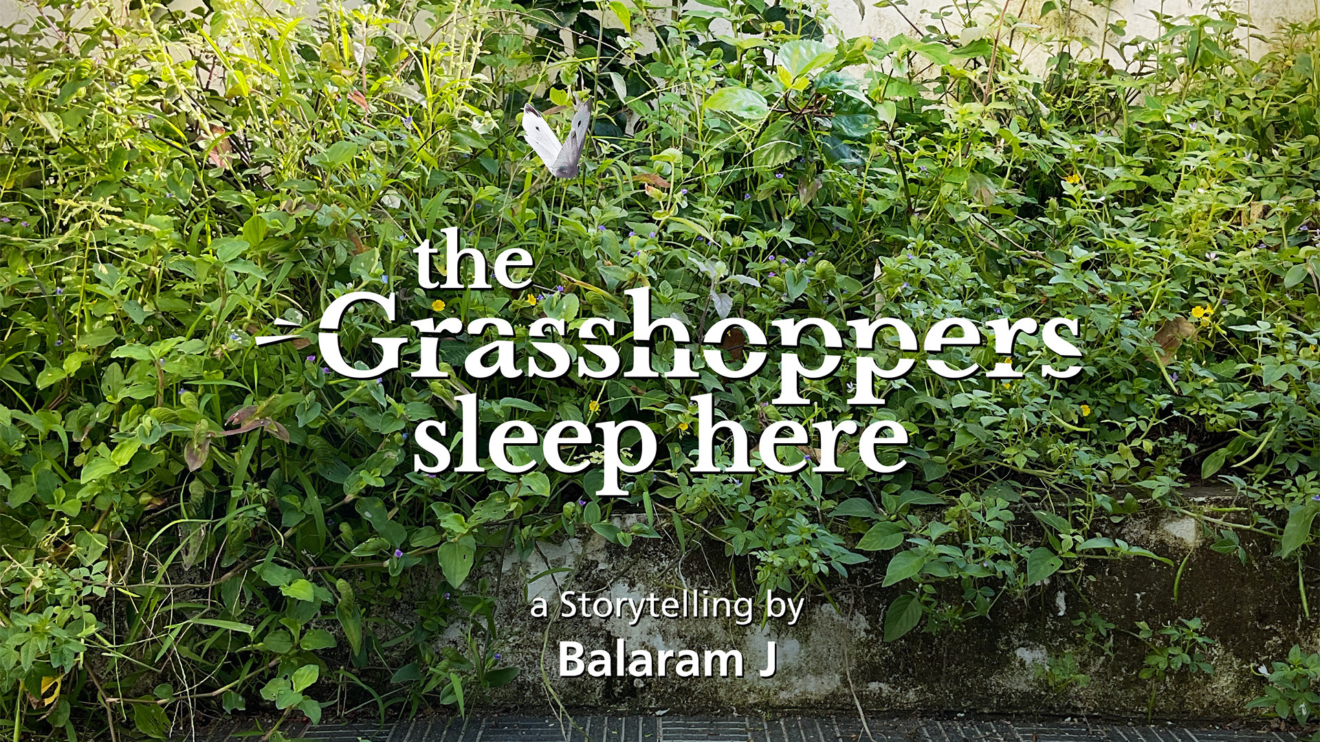 THE GRASSHOPPERS SLEEP HERE