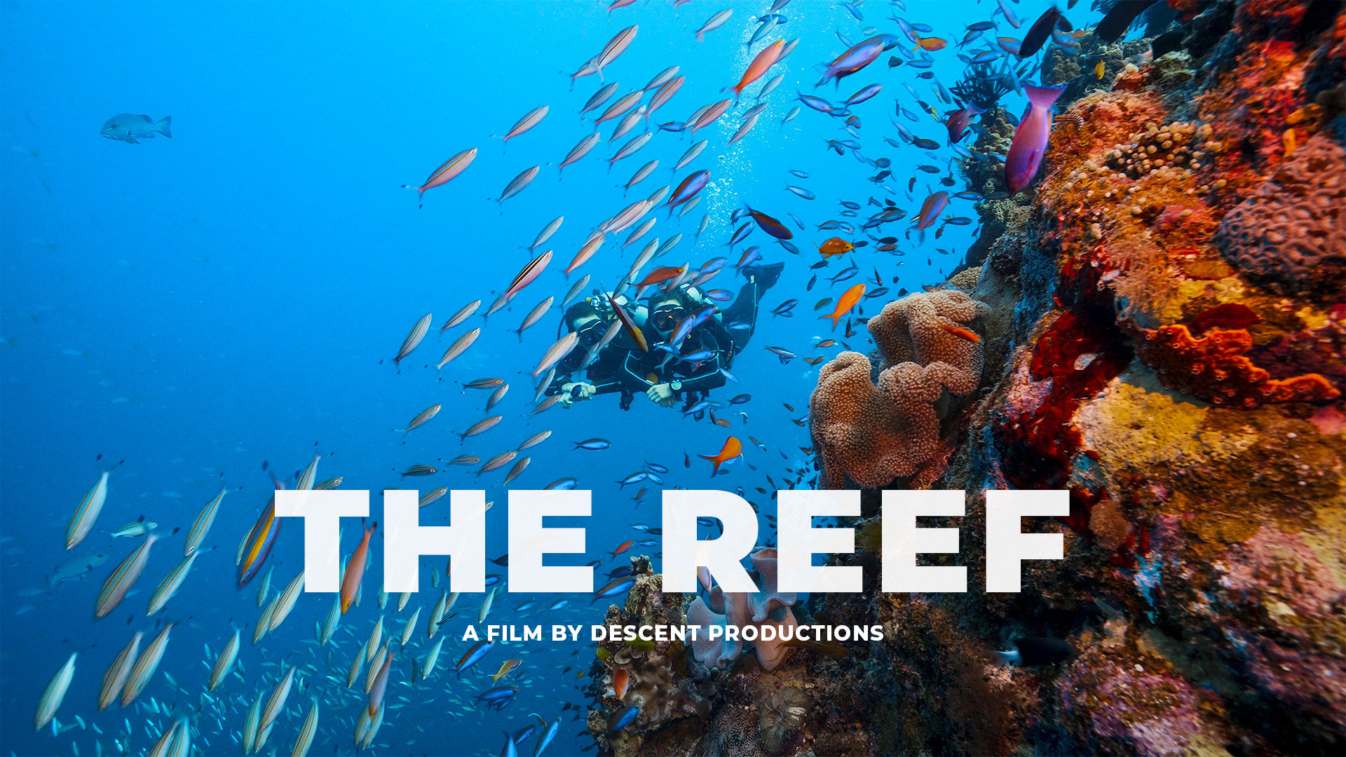 THE REEF